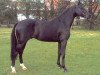 stallion Concetto I (Oldenburg, 1996, from Contender)