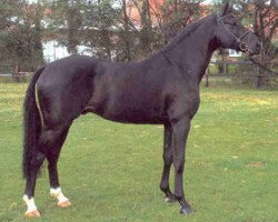 stallion Concetto I (Oldenburg, 1996, from Contender)