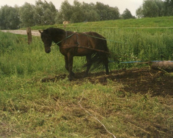 Pferd Toni (Brandenburger, 1994, von Capital)