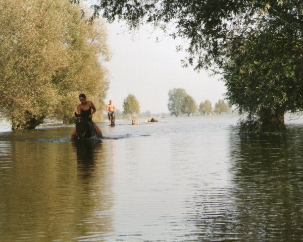 Zuchtstute Eike (Thüringer, 1979, von Tatzeuge xx Mo 1256)