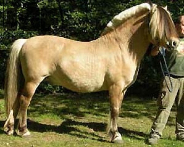 stallion Greiing Halsnæs (Fjord Horse, 1990, from Greiing FJH 650)