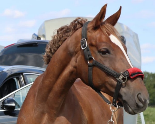 Springpferd Nutela 4 (Trakehner, 2012, von Chromas)