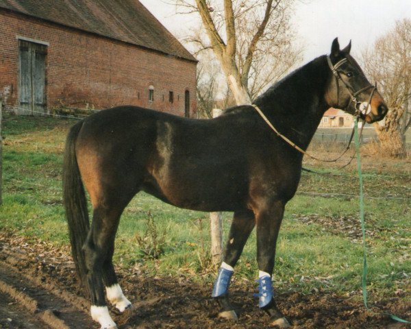 horse Paplow (Brandenburg, 2001, from Pardon)