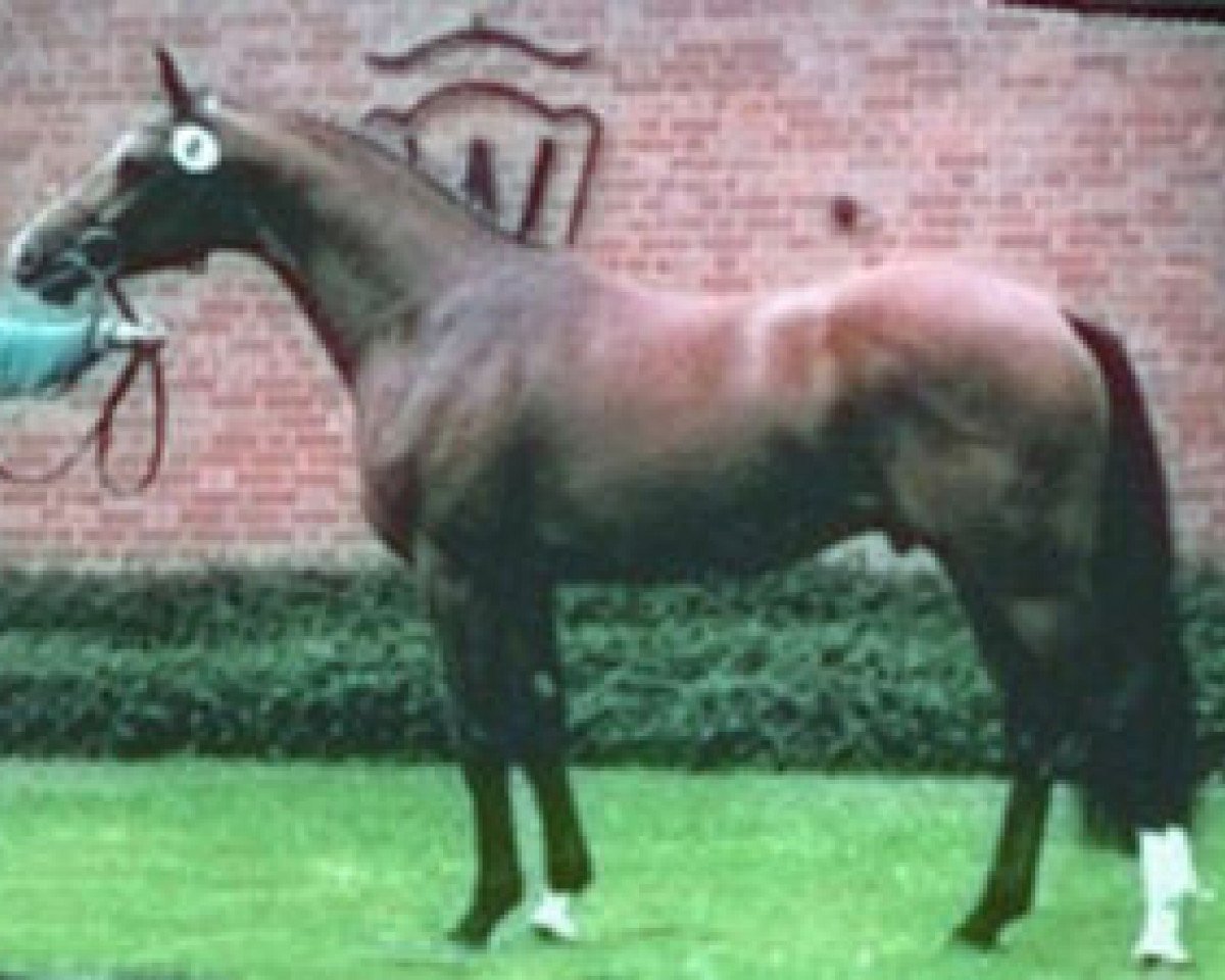 Deckhengst Acordplus (Westfale, 1995, von Acord II)