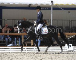 horse Big Light (German Riding Pony, 2007, from Hilkens Black Delight)