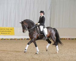 stallion Benetton S (German Riding Pony, 1996, from Burlington S)