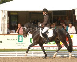 stallion Batida de Coco (German Riding Pony, 2005, from Boyfriend)