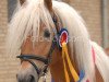 stallion Wüstenstern (Haflinger, 2006, from Weltwind)