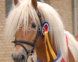 Deckhengst Wüstenstern (Haflinger, 2006, von Weltwind)