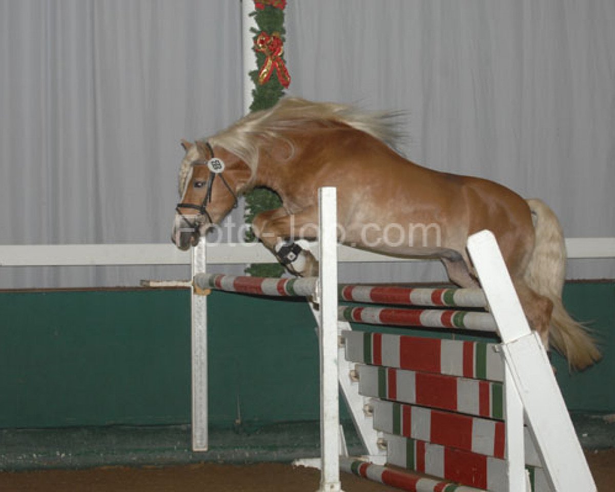 Deckhengst Wunderknabe (Haflinger, 2004, von liz. 280/T Wolfgang)