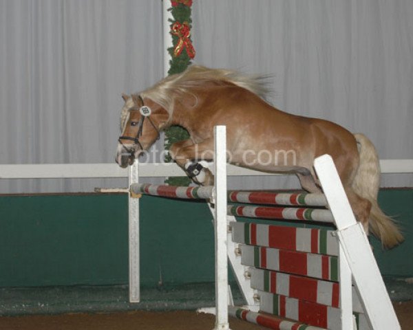 stallion Wunderknabe (Haflinger, 2004, from liz. 280/T Wolfgang)