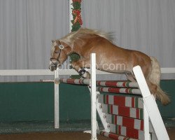 stallion Wunderknabe (Haflinger, 2004, from liz. 280/T Wolfgang)