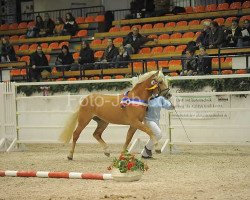 horse Sternfaenger (Haflinger, 2008, from Steintänzer)