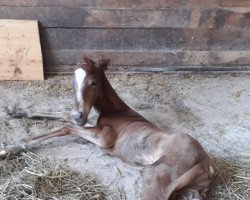 horse Hengst von Hlodvig (Russian Trakehner, 2022, from Hlodvig)