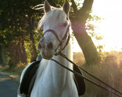 broodmare Merissa (Pinto / Pony, 2011, from Mondprinz)