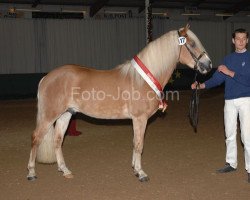 Pferd Night-Boy B (Haflinger, 2006, von Napoleon (1,57% ox))