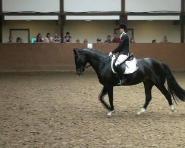 dressage horse Zabiena (KWPN (Royal Dutch Sporthorse), 2004, from Cabochon)