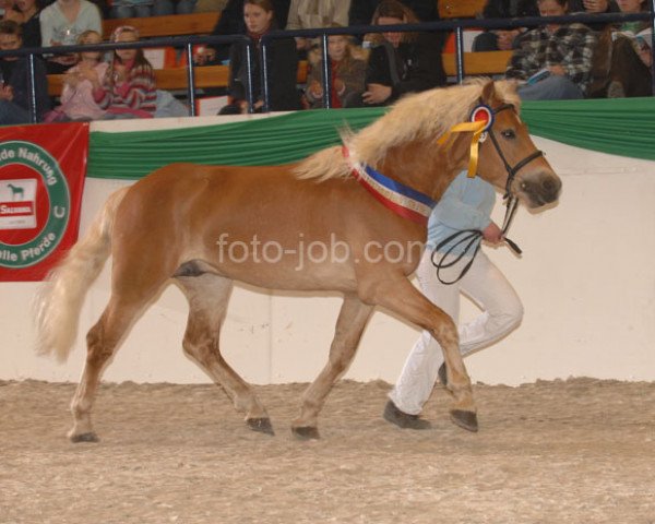 horse Atino (Haflinger, 2005, from Abendsturm)