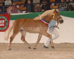 Pferd Atino (Haflinger, 2005, von Abendsturm)