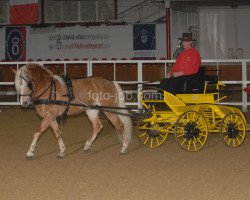 stallion Anni Duemila (Haflinger, 2000, from Antinor)