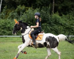 dressage horse Yakari 17 (unknown, 2009)