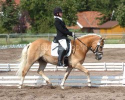 stallion Angarde (Haflinger, 1998, from Almkoenig II)