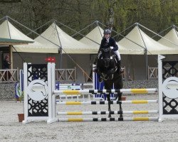 dressage horse Sergeant Pepper 45 (Württemberger, 2011, from Stockholm)