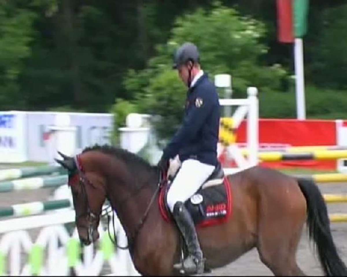 Pferd Cristallo 12 (Holsteiner, 2005, von Contender)