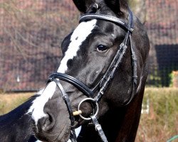 stallion Crazy Horse (Westphalian, 2009, from Camaro)