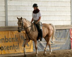 dressage horse Dorlino-Gold (German Riding Pony, 1994, from Dornik B)