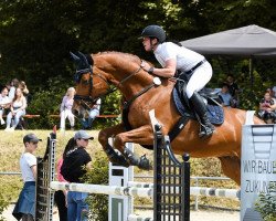 jumper Lord Louis 16 (German Sport Horse, 2014, from Landry)