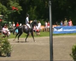 jumper Unlimited-n (KWPN (Royal Dutch Sporthorse), 2001, from Voltaire)