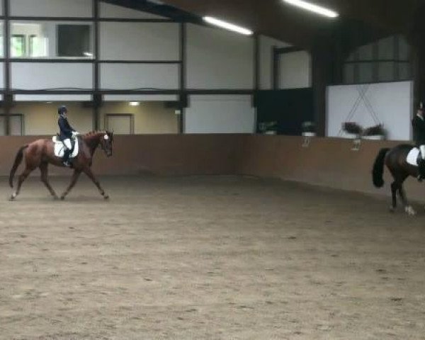dressage horse Doris 93 (Westphalian, 2008, from Don Kennedy)