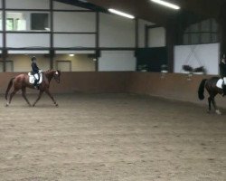 dressage horse Doris 93 (Westphalian, 2008, from Don Kennedy)