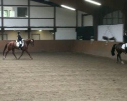 dressage horse Doris 93 (Westfale, 2008, from Don Kennedy)