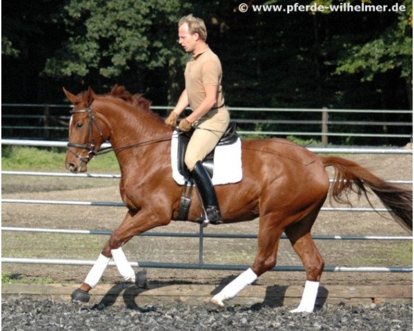 dressage horse Charlett 15 (Hanoverian, 2004, from Charon)
