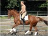 dressage horse Charlett 15 (Hanoverian, 2004, from Charon)