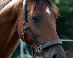 broodmare Day of Life (Westphalian, 2004, from Damon Hill)