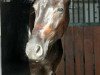 dressage horse Diamond Dream W (Westphalian, 2007, from Dream On)