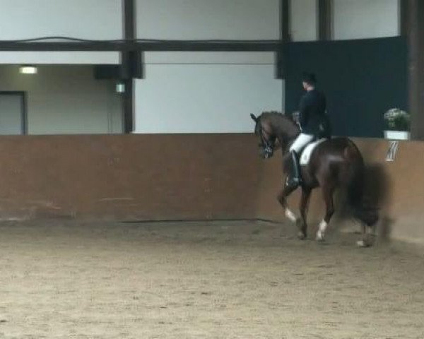 jumper Fireball son (Westphalian, 2005, from Fürst Heinrich)