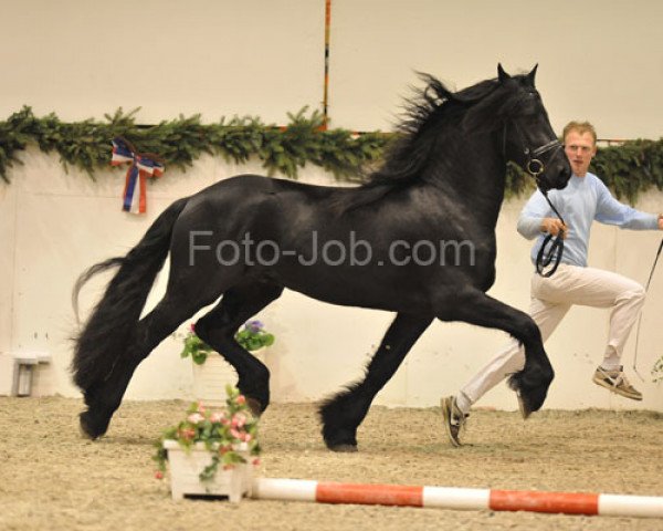 Pferd Tino (Friese, 2006, von Tjerk)