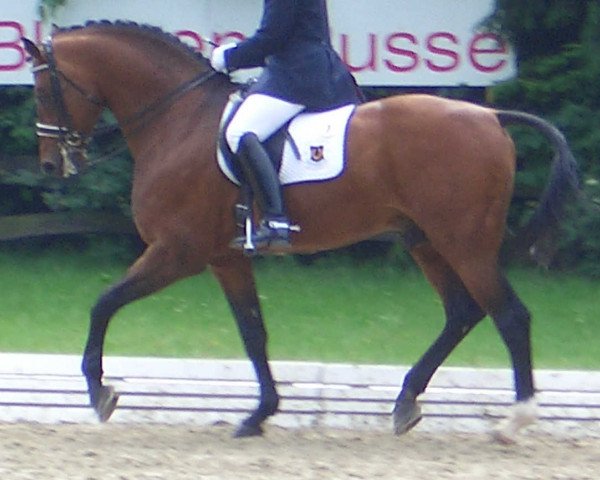 stallion A-Dur II (Oldenburg, 1987, from Argentinus)