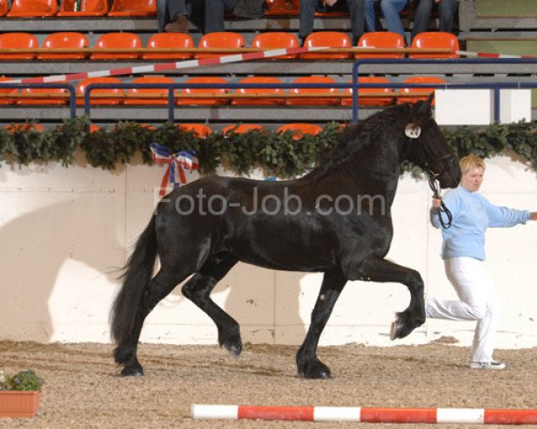 dressage horse Torino (Friese, 2006, from Taso 3)