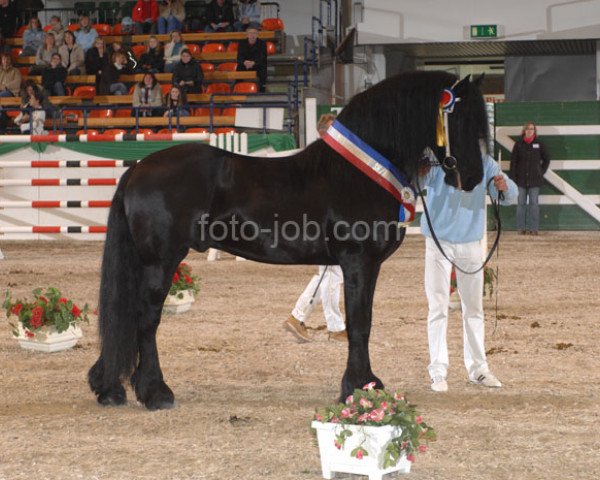 horse Jelle fan de Kortenhoeve (Friese, 2003, from Tsjalke 397)