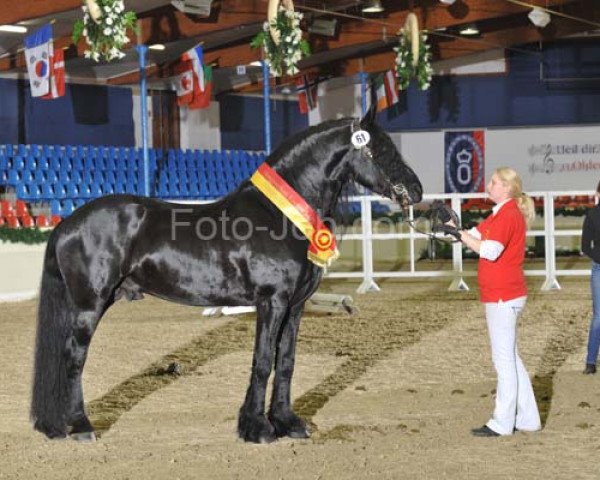 stallion J.Gerben (Friese, 2003, from Wibe)