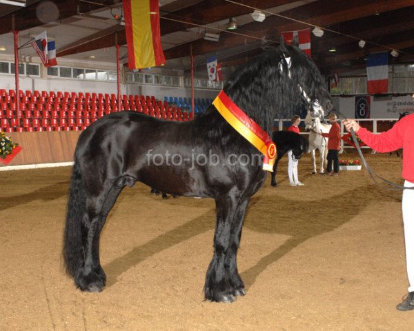 stallion Fekke fan'e Waldsicht (Friese, 2001, from Thomas 327)