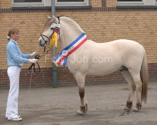 stallion Guapo van het Wilgenhof (Fjord Horse, 2005, from Eros)