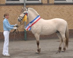 stallion Guapo van het Wilgenhof (Fjord Horse, 2005, from Eros)