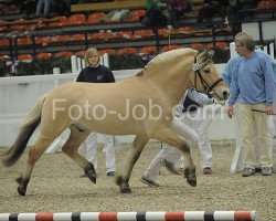 stallion Goliath (Fjord Horse, 2009, from Greiing Halsnæs)