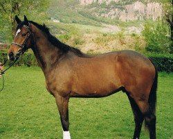 horse Piccolo (Bavarian, 1994, from Polling)